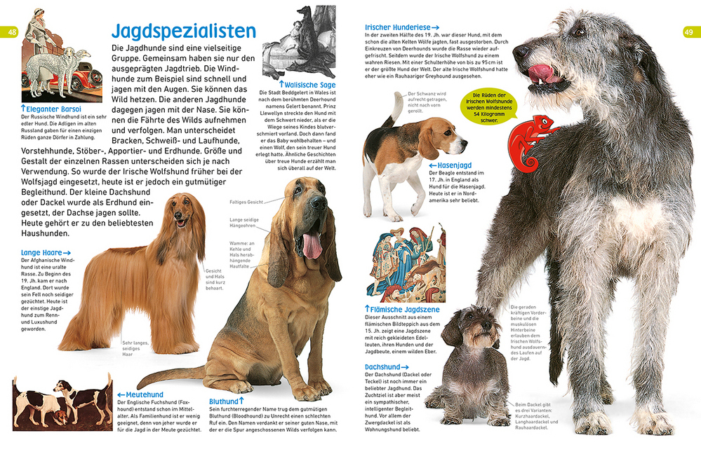 Bild: 9783831038114 | memo Wissen entdecken - Hunde | Juliet Clutton-Brock | Buch | 72 S.