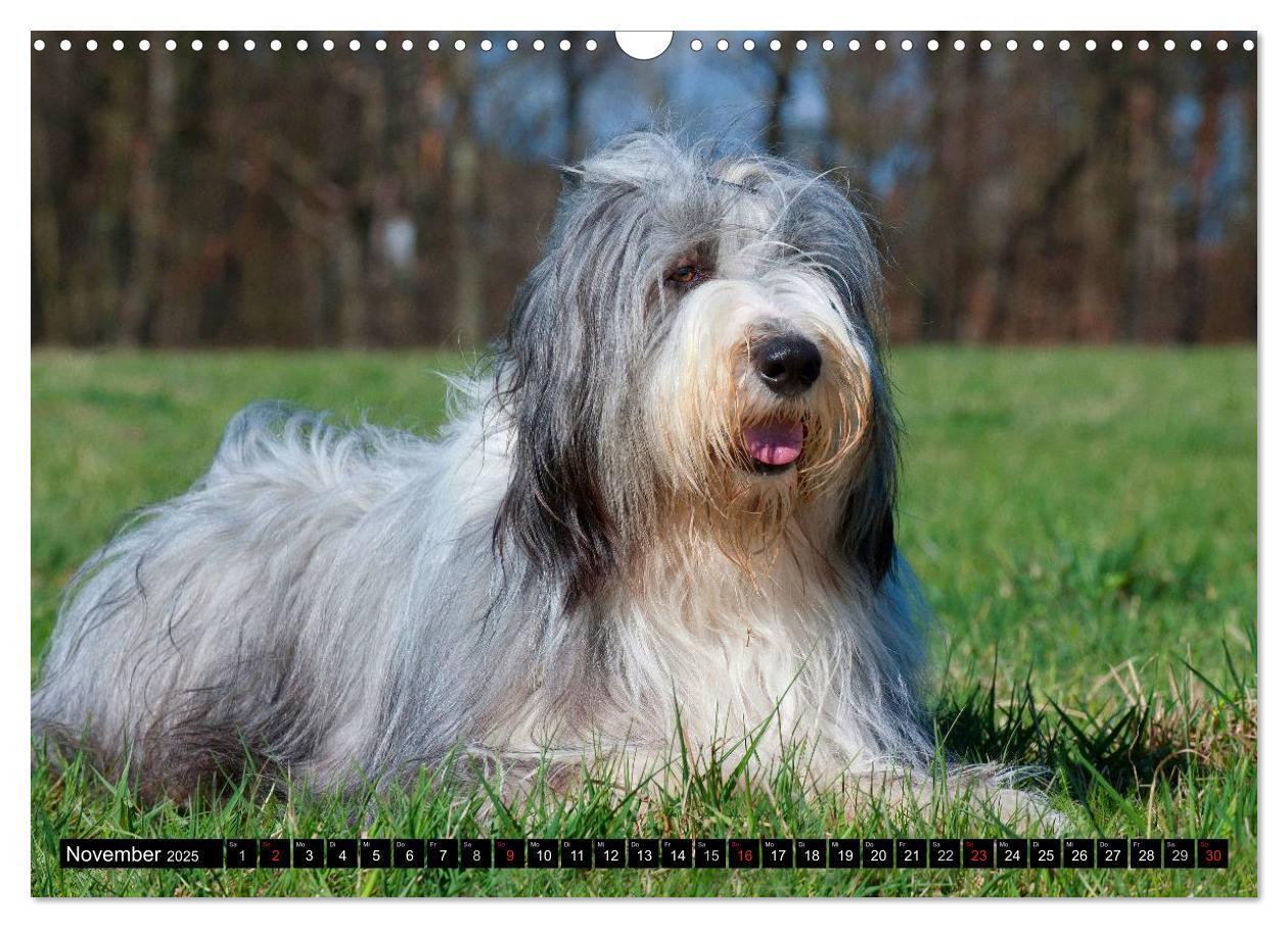 Bild: 9783435573509 | Liebenswerter Clown Bearded Collie (Wandkalender 2025 DIN A3 quer),...