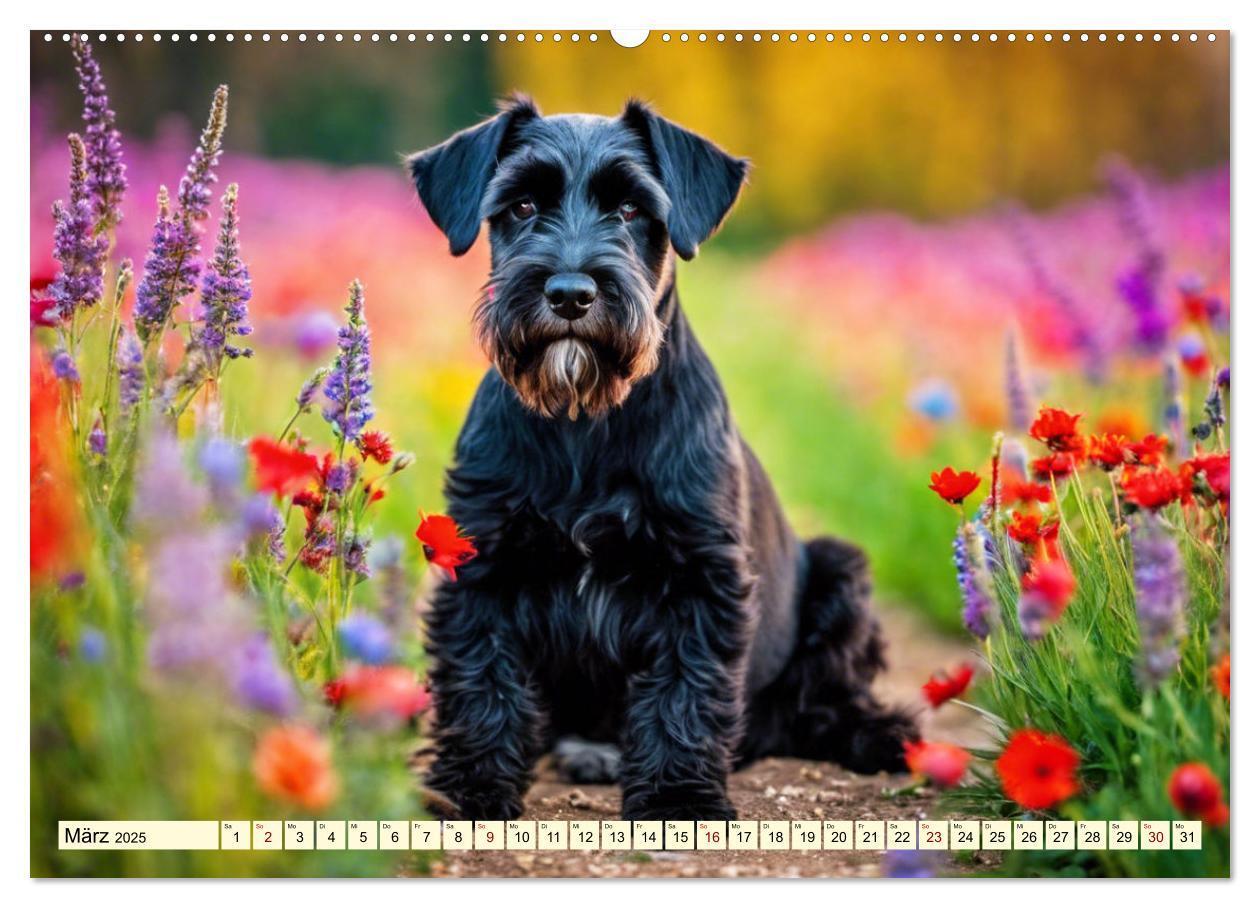 Bild: 9783457037423 | Schnauzer - vielseitige Allrounder (Wandkalender 2025 DIN A2 quer),...