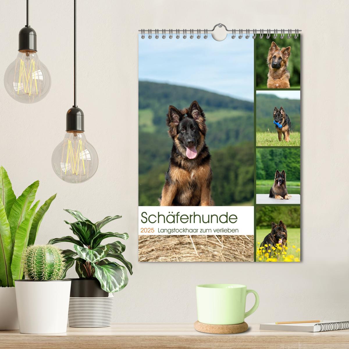 Bild: 9783457001493 | Schäferhunde Langstockhaar zum verlieben (Wandkalender 2025 DIN A4...