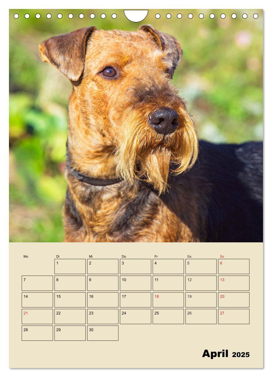 Bild: 9783435960866 | Airedale Terrier - Temperament auf 4 Pfoten (Wandkalender 2025 DIN...