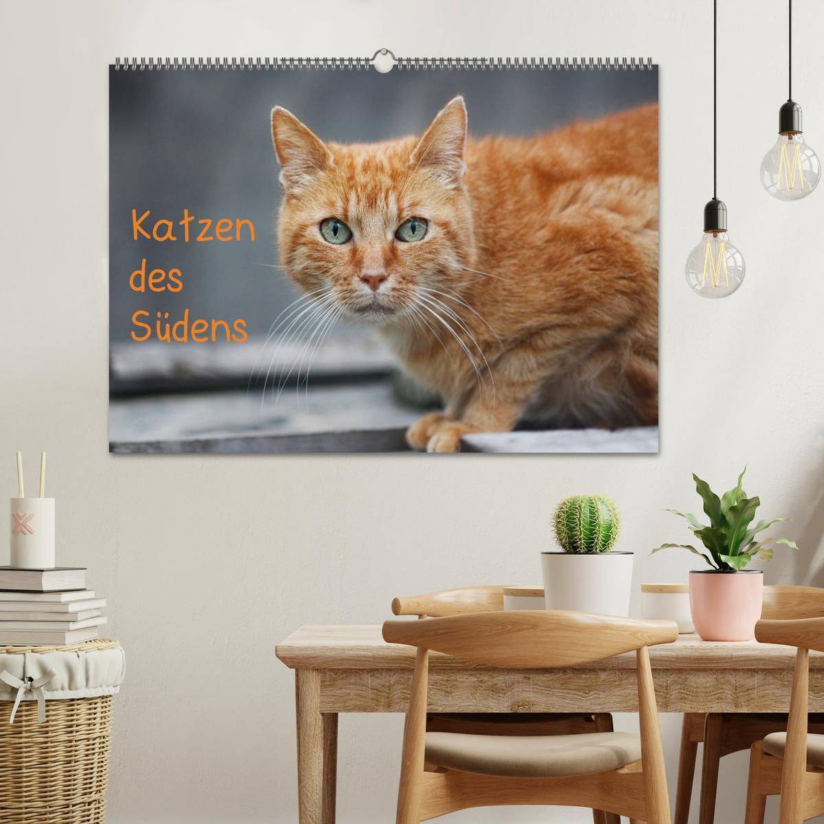 Bild: 9783435787333 | Katzen des Südens (Wandkalender 2025 DIN A2 quer), CALVENDO...