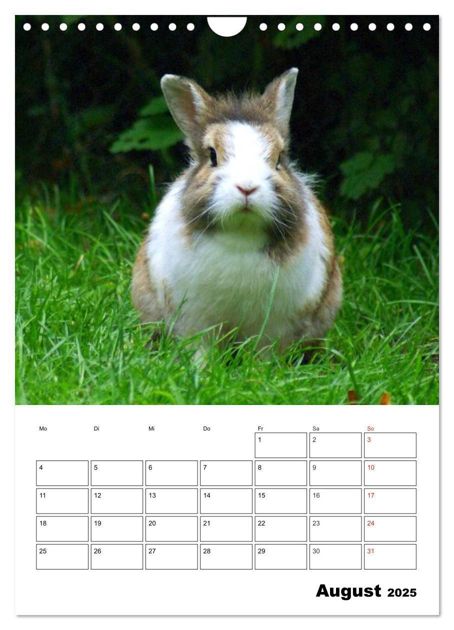 Bild: 9783457013236 | Kaninchen Terminplaner (Wandkalender 2025 DIN A4 hoch), CALVENDO...