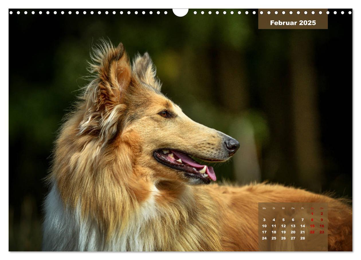 Bild: 9783435110629 | Typisch Collie (Wandkalender 2025 DIN A3 quer), CALVENDO...