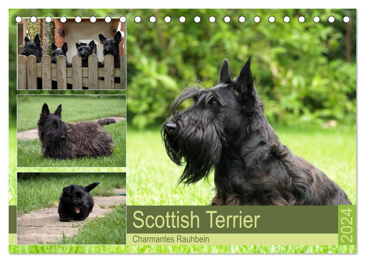 Cover: 9783675455467 | Scottish Terrier - Charmantes Rauhbein (Tischkalender 2024 DIN A5...