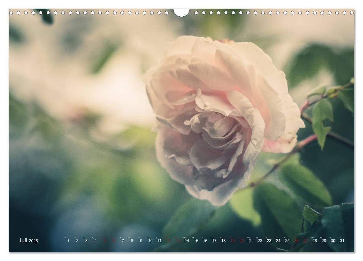 Bild: 9783435390861 | Die Welt der Alten Rosen (Wandkalender 2025 DIN A3 quer), CALVENDO...