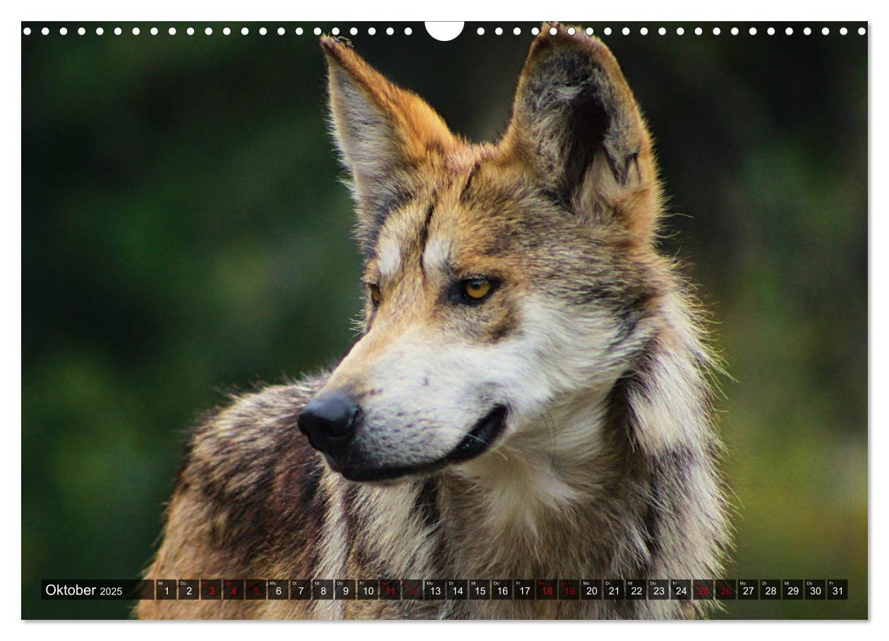 Bild: 9783435263714 | Begegnung mit dem Wolf (Wandkalender 2025 DIN A3 quer), CALVENDO...