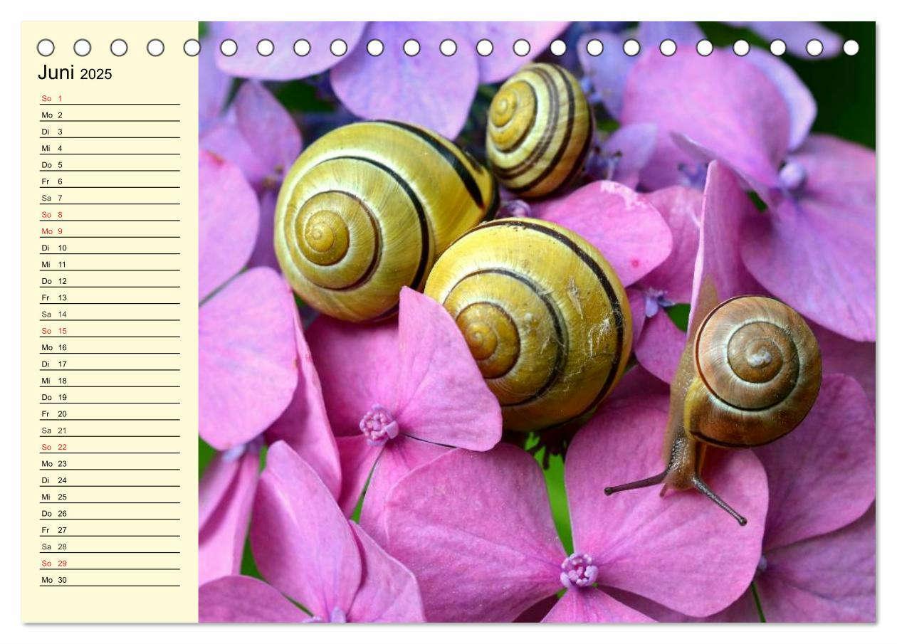 Bild: 9783435528202 | Schnecken. Witzige Schleimer (Tischkalender 2025 DIN A5 quer),...