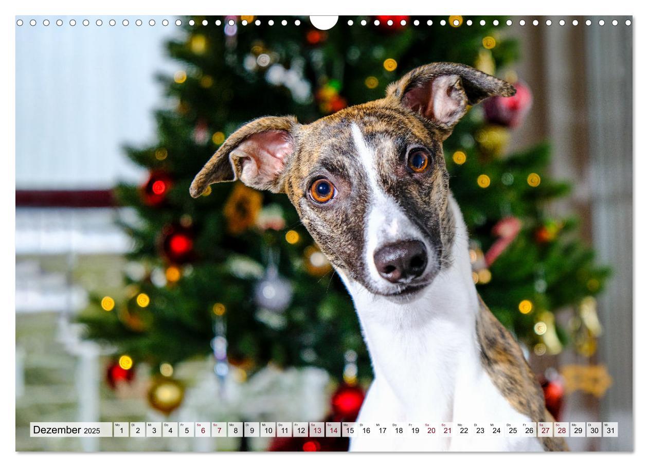 Bild: 9783383941634 | Der Whippet - ein Seelenhund (Wandkalender 2025 DIN A3 quer),...