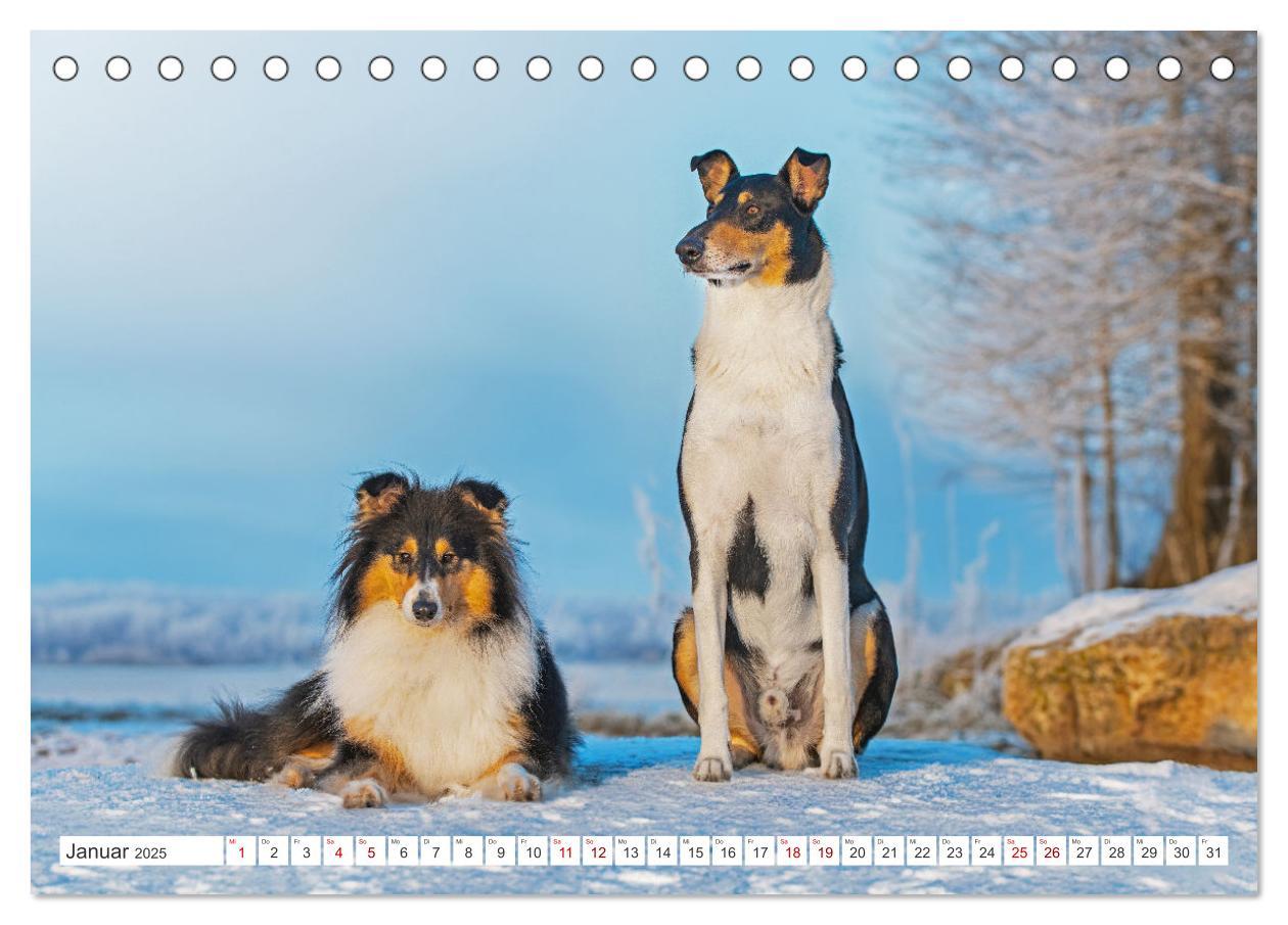 Bild: 9783457153239 | Ein Freund fürs Leben - Smooth Collie (Tischkalender 2025 DIN A5...