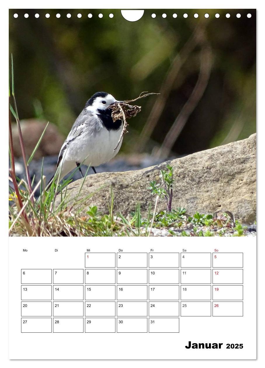 Bild: 9783457042380 | Amsel, Drossel, Fink und Star - beobachtet (Wandkalender 2025 DIN...