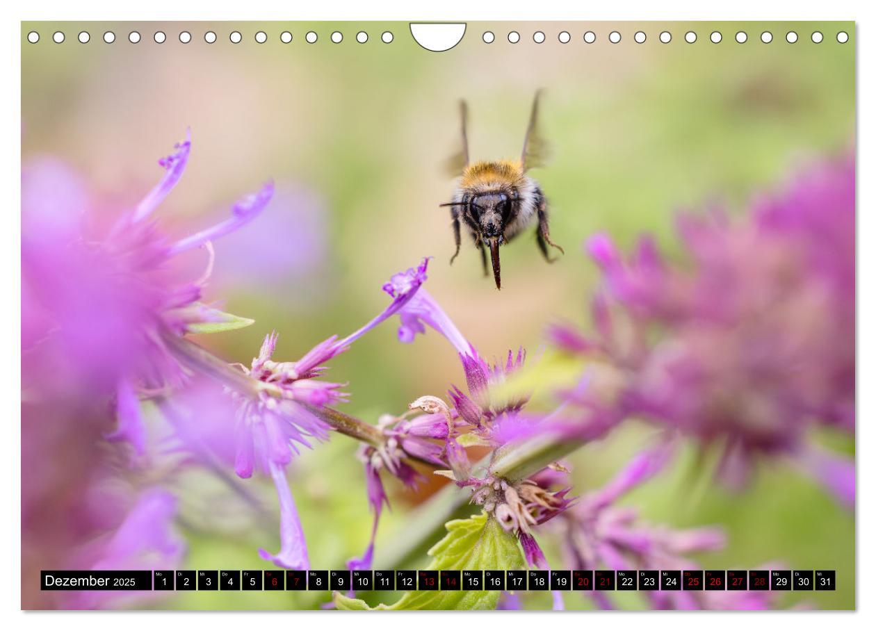 Bild: 9783383839030 | Hummeln - Flugaufnahmen eines faszinierenden Insekts (Wandkalender...