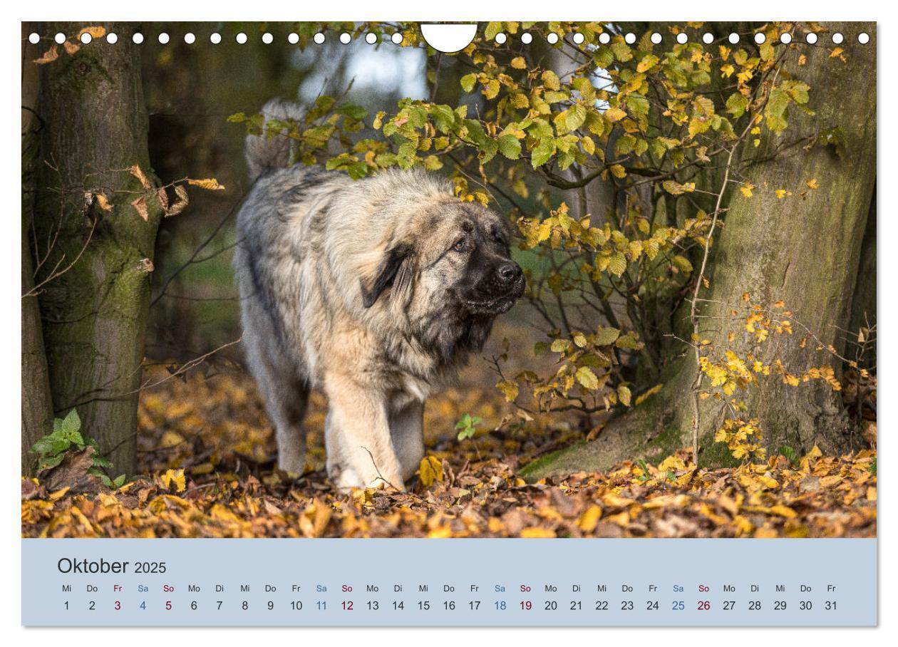 Bild: 9783435046553 | Kaukasischer Owtscharka (Wandkalender 2025 DIN A4 quer), CALVENDO...