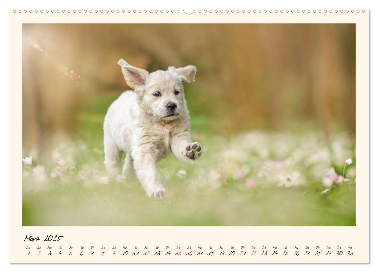 Bild: 9783383828355 | Golden Retriever... Herzenshunde (Wandkalender 2025 DIN A2 quer),...