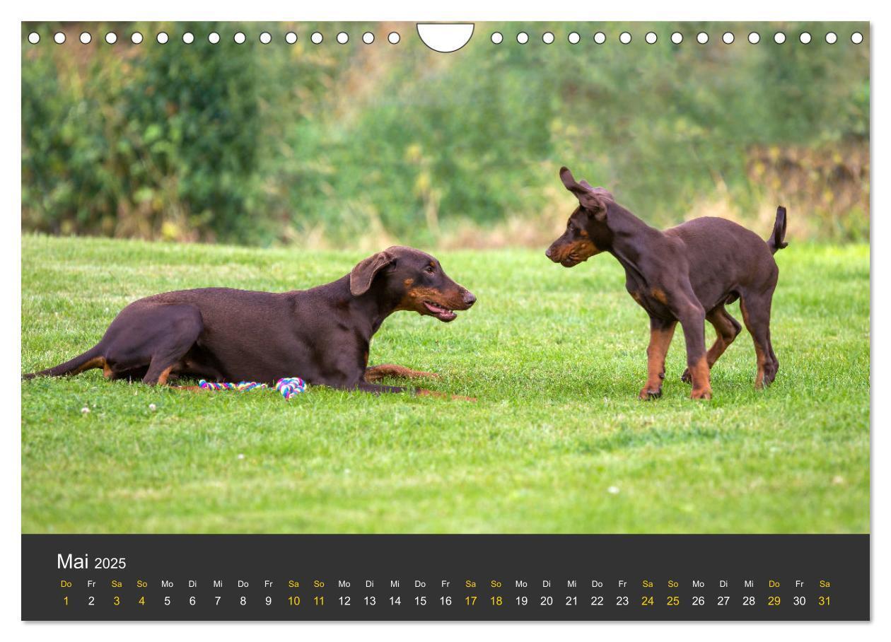 Bild: 9783435639366 | Dobermann 2025 (Wandkalender 2025 DIN A4 quer), CALVENDO...