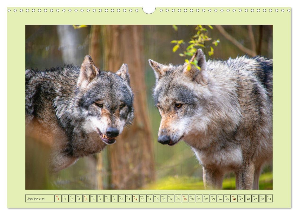 Bild: 9783383972652 | Wolf - wild und schön (Wandkalender 2025 DIN A3 quer), CALVENDO...