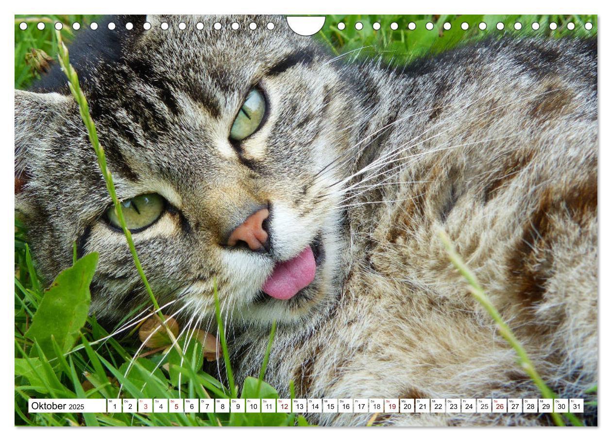 Bild: 9783435422029 | Lustige Tier-Selfies. Tierische Selbstportraits (Wandkalender 2025...