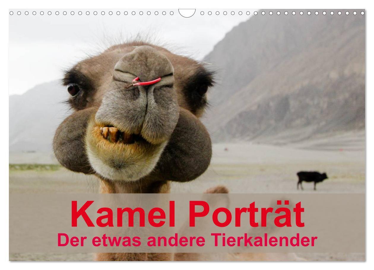 Cover: 9783435591688 | Kamel Porträt (Wandkalender 2025 DIN A3 quer), CALVENDO Monatskalender