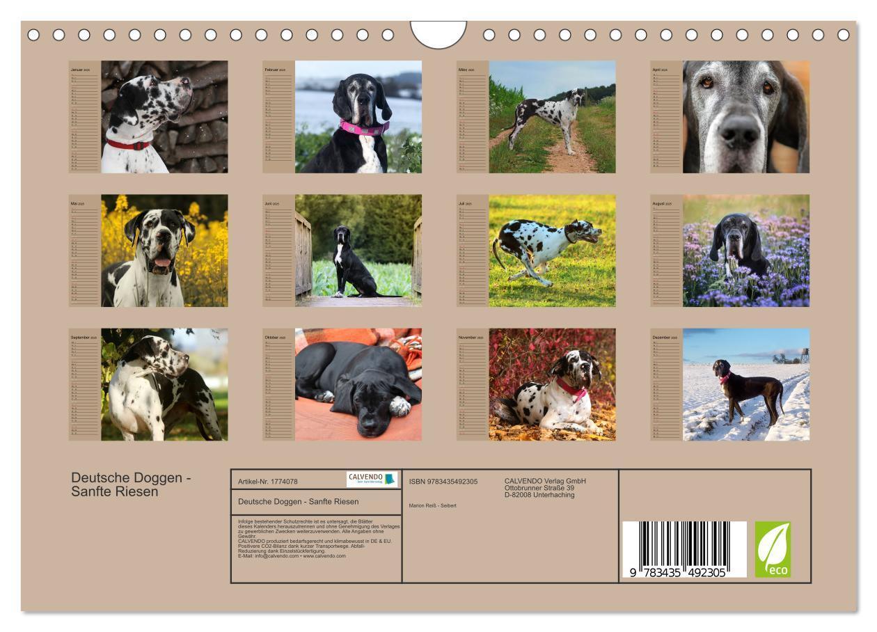 Bild: 9783435492305 | Deutsche Doggen - Sanfte Riesen (Wandkalender 2025 DIN A4 quer),...