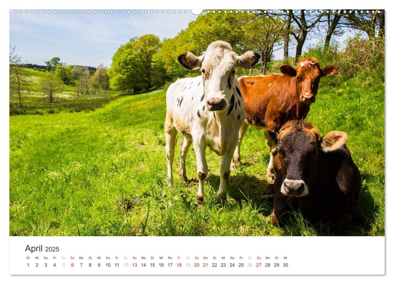 Bild: 9783435557394 | Blicke in die Eifel (Wandkalender 2025 DIN A2 quer), CALVENDO...