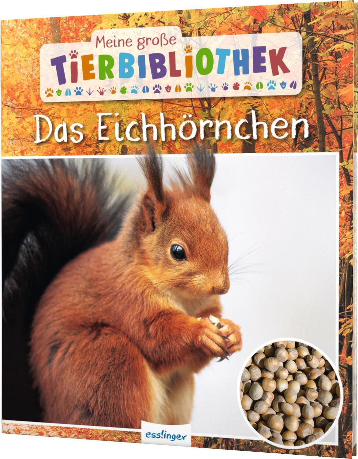Cover: 9783480236558 | Meine große Tierbibliothek: Das Eichhörnchen | Stéphanie Ledu-Frattini