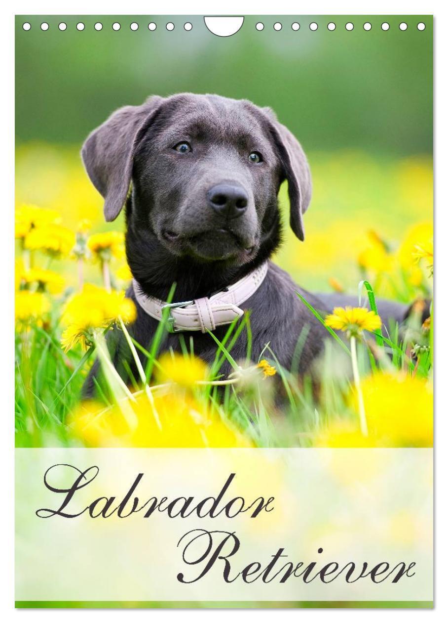 Cover: 9783675588561 | Labrador Retriever (Wandkalender 2024 DIN A4 hoch), CALVENDO...