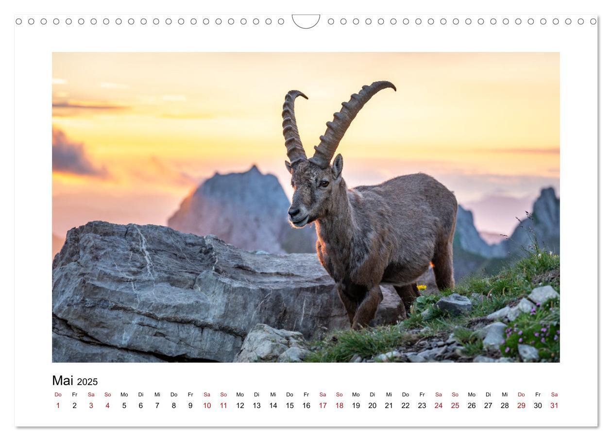 Bild: 9783383907029 | Steinböcke - Die Könige der Alpen (Wandkalender 2025 DIN A3 quer),...