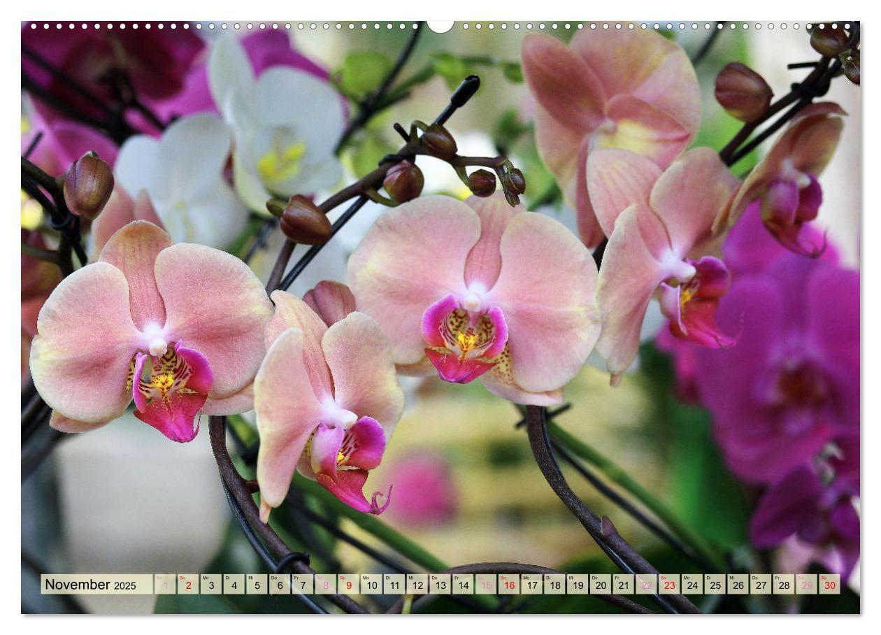 Bild: 9783383765100 | Beliebte Orchideen (Wandkalender 2025 DIN A2 quer), CALVENDO...