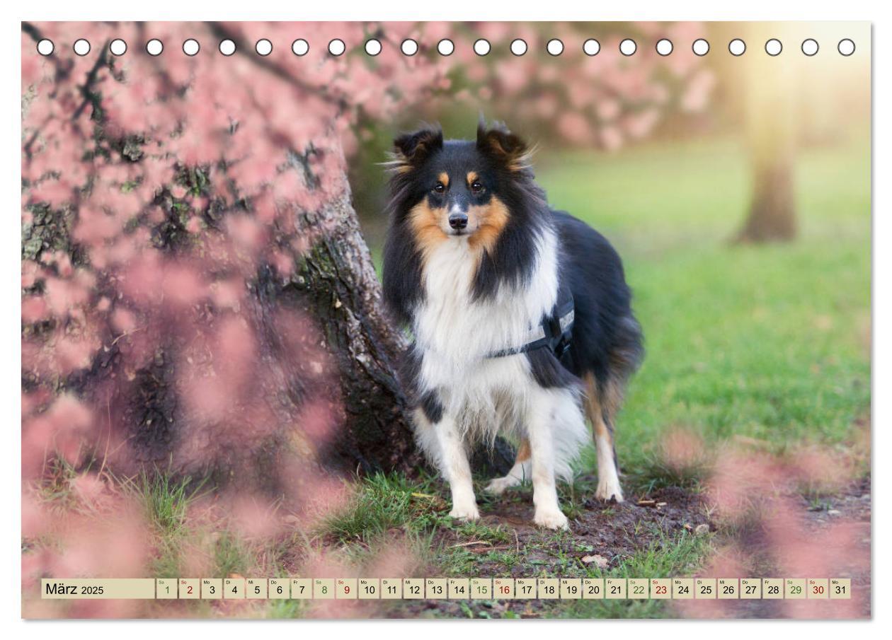 Bild: 9783435422678 | SHELTIES Liebe auf 4 Pfoten (Tischkalender 2025 DIN A5 quer),...