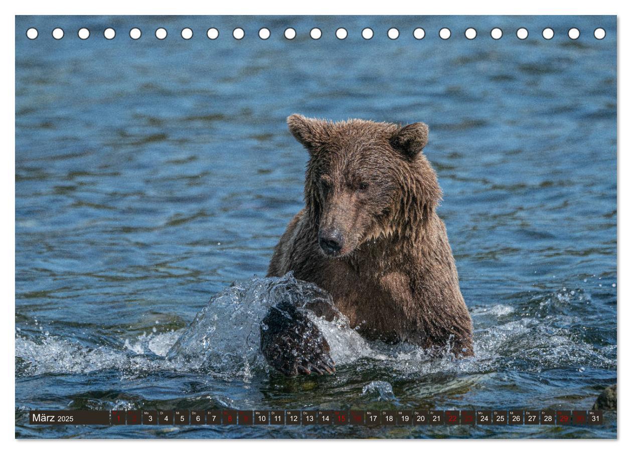 Bild: 9783435186570 | Grizzlybären im Katmai Nationalpark Alaska (Tischkalender 2025 DIN...