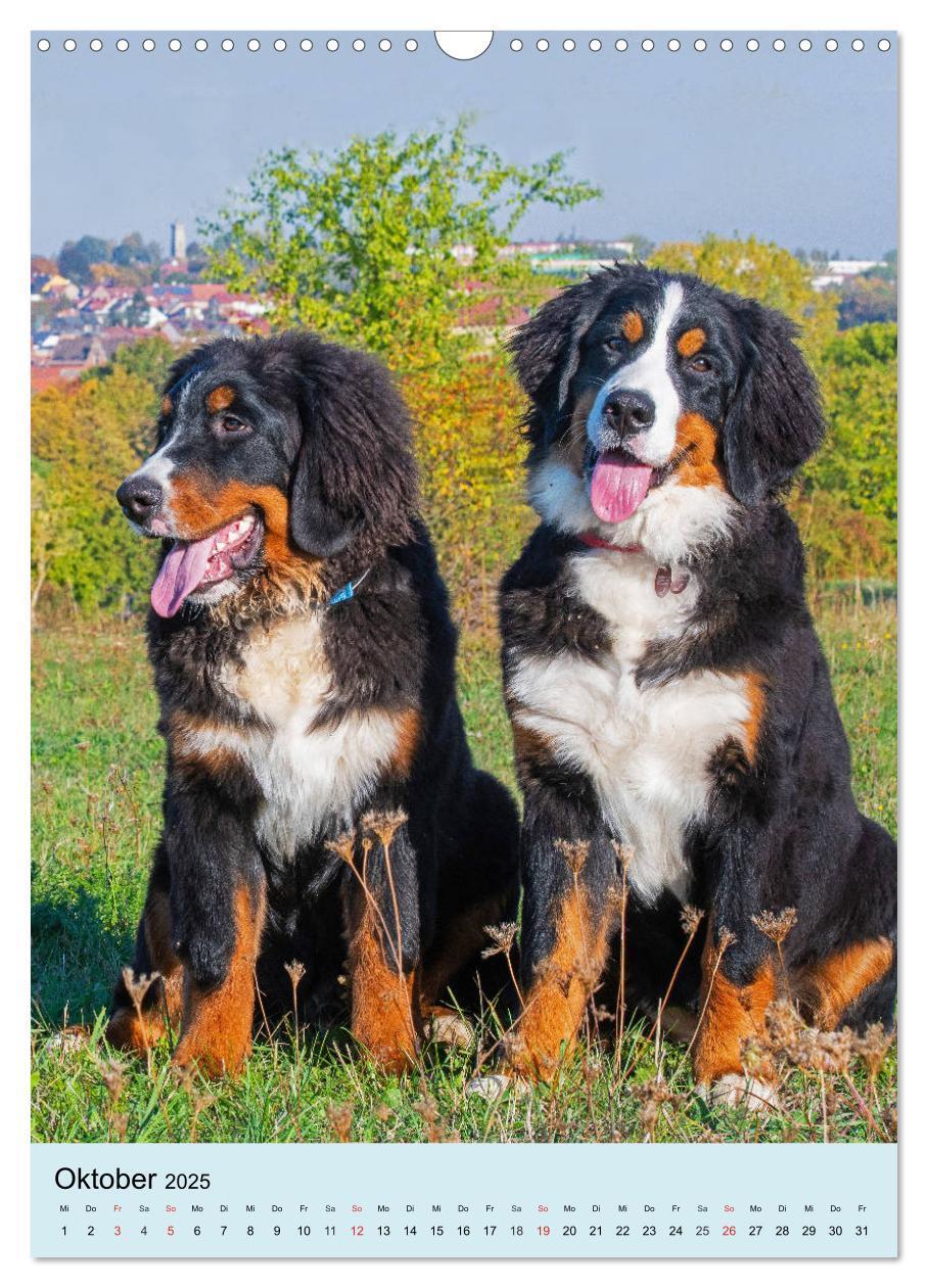 Bild: 9783435960651 | Berner Sennenhund - stark , schön und liebenswert (Wandkalender...