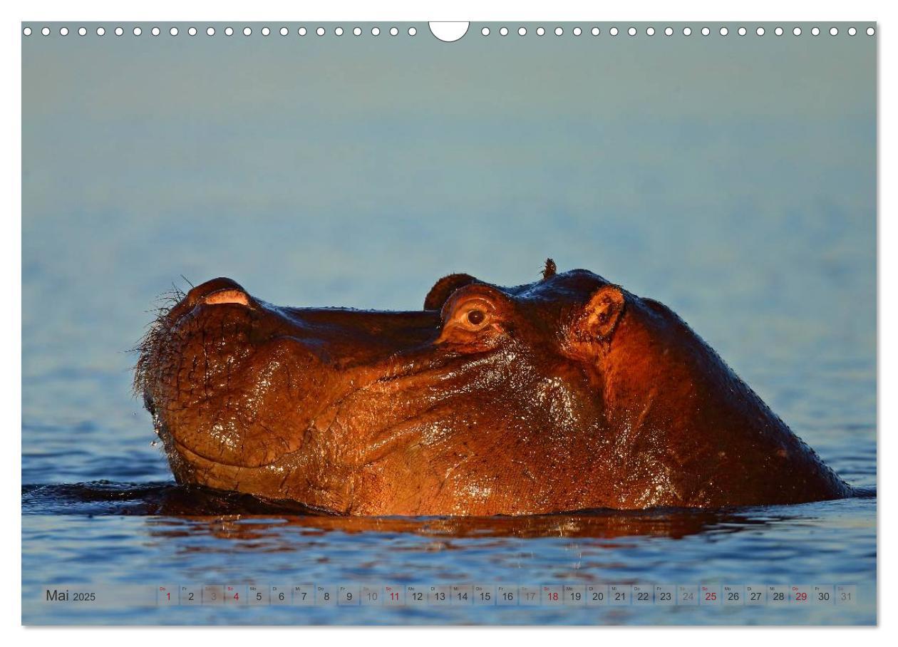 Bild: 9783435760855 | Flusspferde Magie des Augenblicks - Hippos in Afrika (Wandkalender...