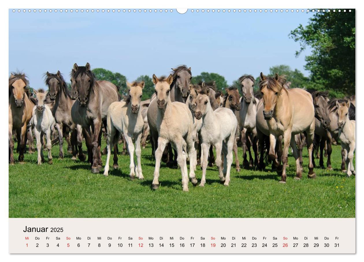 Bild: 9783435813056 | Dülmener Wildpferde (Wandkalender 2025 DIN A2 quer), CALVENDO...