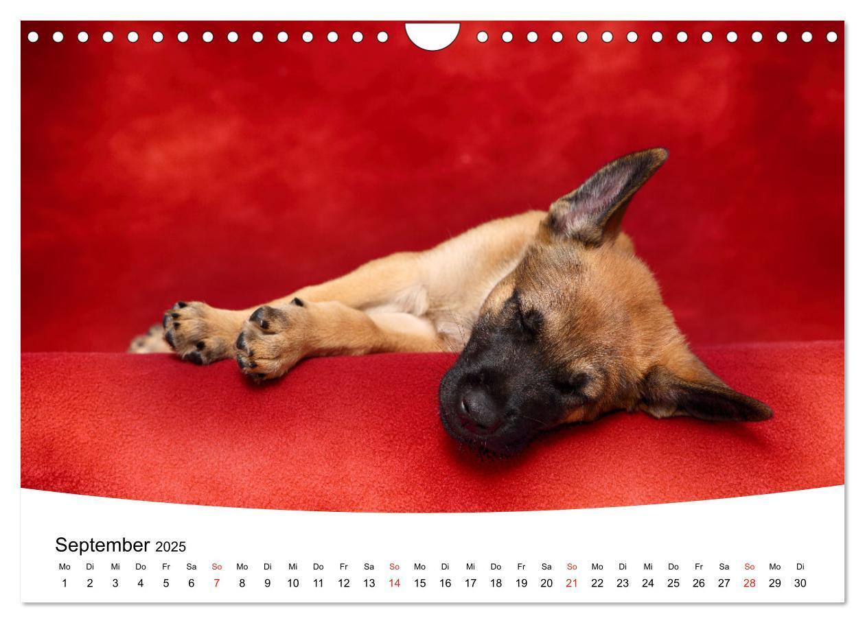 Bild: 9783435160716 | Süße Träume 2025 - schlafende Hundewelpen (Wandkalender 2025 DIN A4...