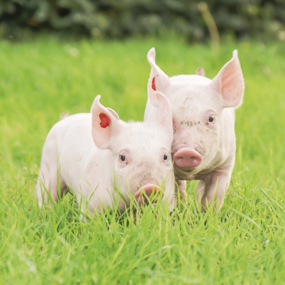 Bild: 9783959294515 | Piggies/Schweinchen 2025 | Kalender 2025 | Kalender | Drahtheftung