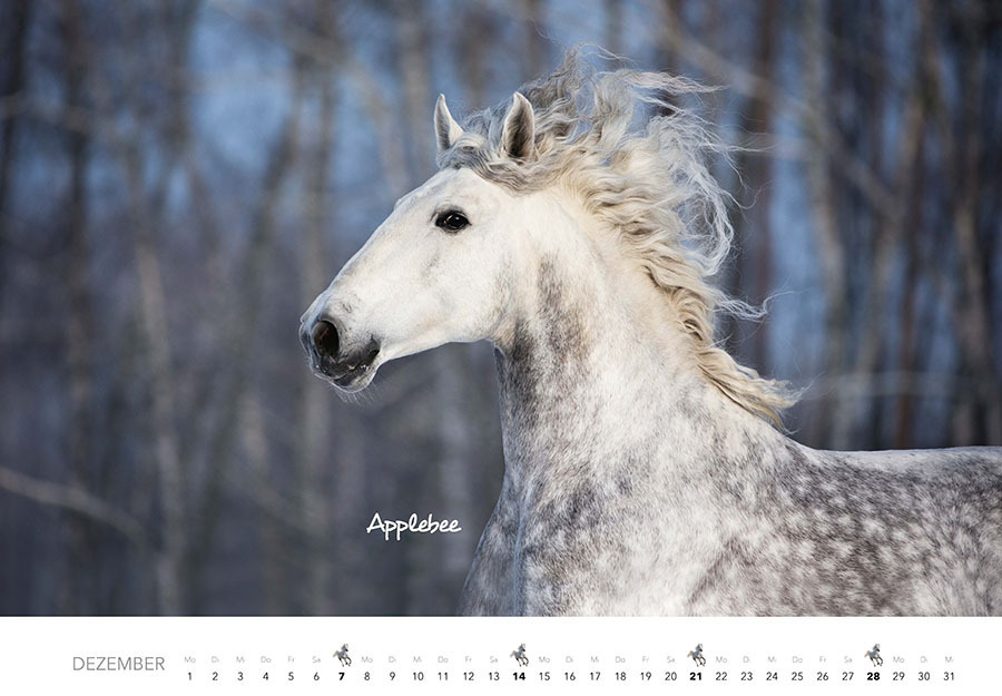 Bild: 9783966648318 | Pferde Kalender 2025 Wandkalender | Kalender | Spiralbindung | 14 S.