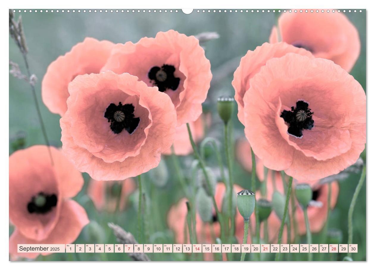 Bild: 9783435287420 | Mohnblumen - Fotografie mit Magie (Wandkalender 2025 DIN A2 quer),...