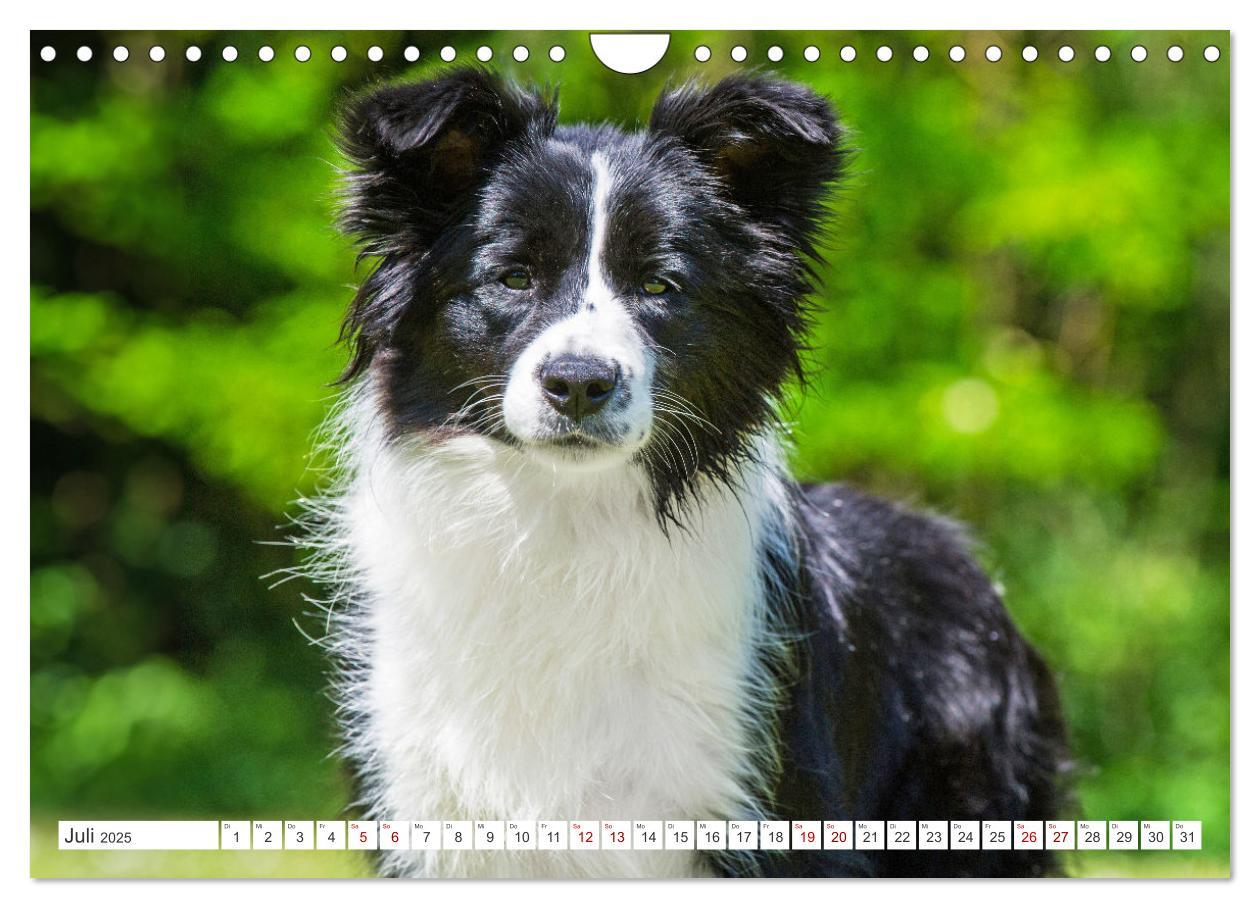 Bild: 9783457157749 | Border Collie - Das Universalgenie unter den Hunden (Wandkalender...