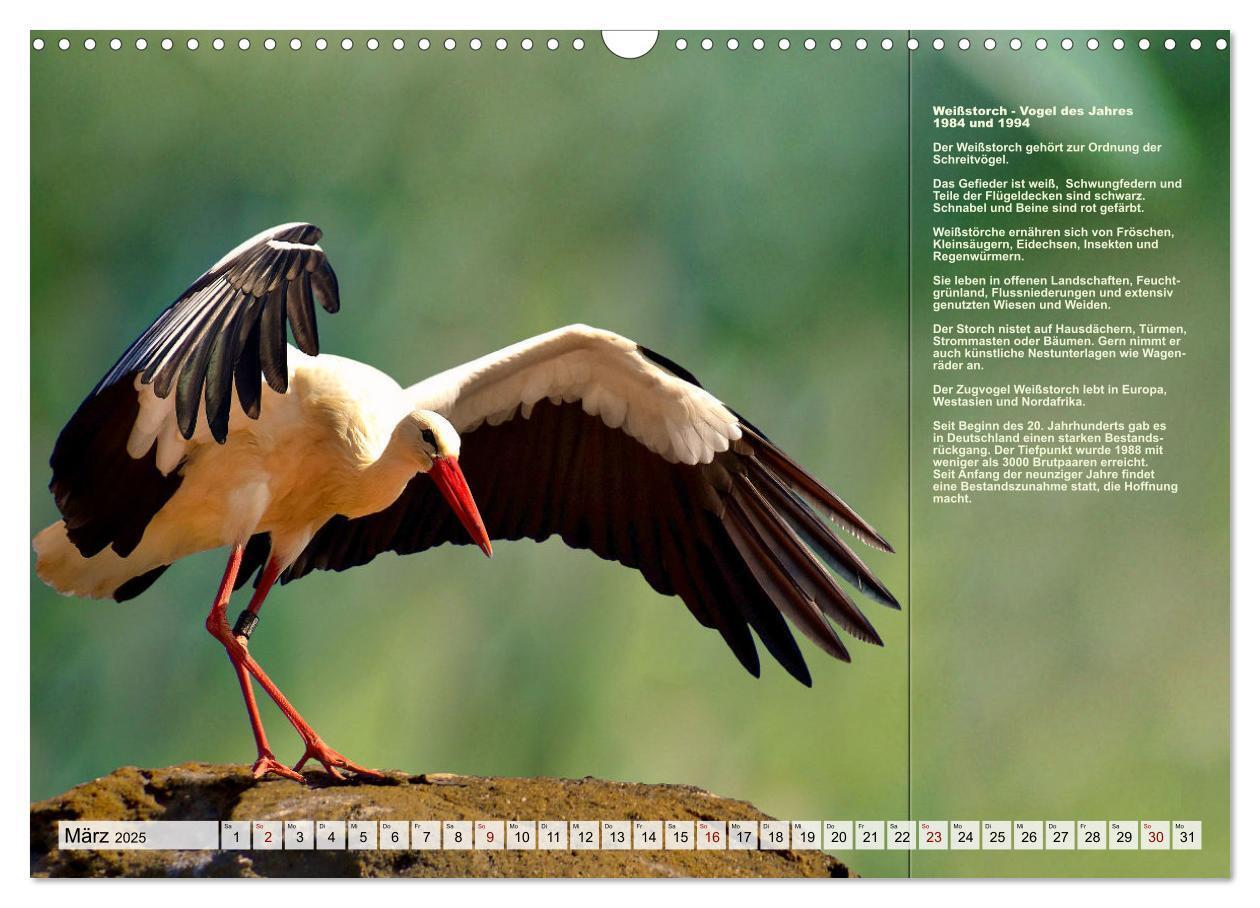 Bild: 9783383896736 | Heimische Vögel des Jahres (Wandkalender 2025 DIN A3 quer),...