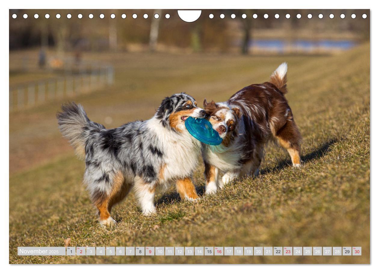 Bild: 9783435547548 | Australian Shepherd 2025 (Wandkalender 2025 DIN A4 quer), CALVENDO...