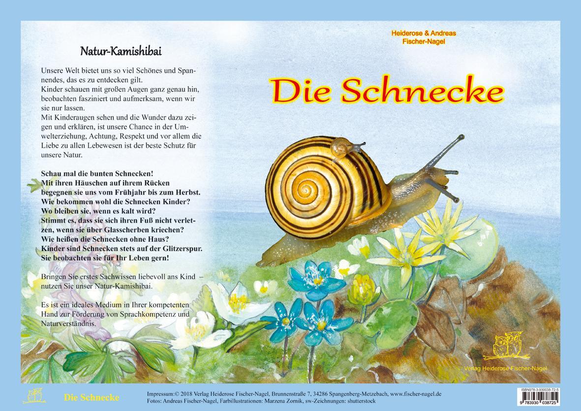 Cover: 9783930038725 | Die Schnecke - Natur-Kamishibai | Heiderose Fischer-Nagel (u. a.)