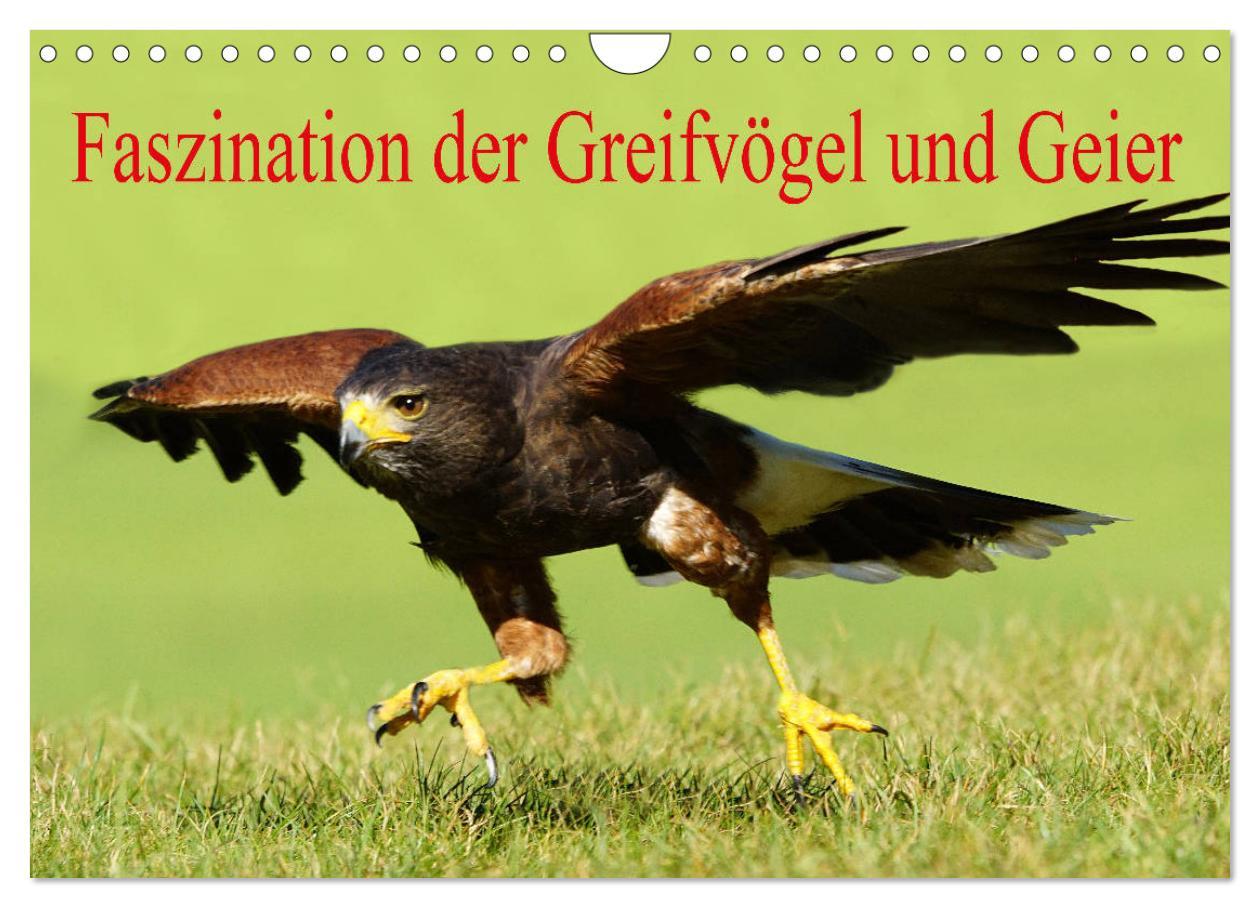 Cover: 9783435402946 | Faszination der Greifvögel und Geier (Wandkalender 2025 DIN A4...