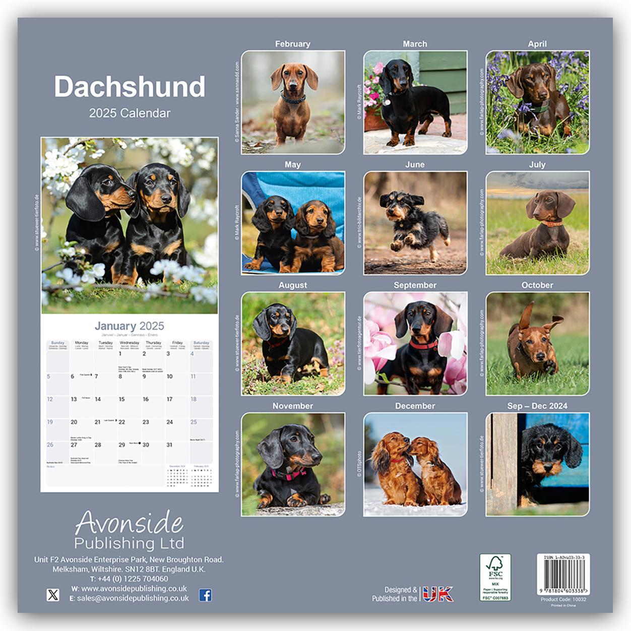 Rückseite: 9781804603338 | Dachshund - Dackel 2025 - 16-Monatskalender | Avonside Publishing Ltd