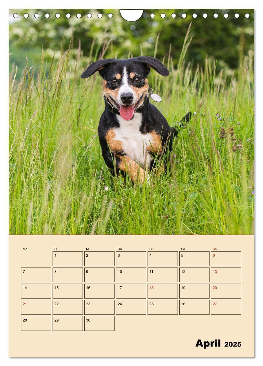 Bild: 9783435959198 | Jahresplaner Entlebucher Sennenhund (Wandkalender 2025 DIN A4...