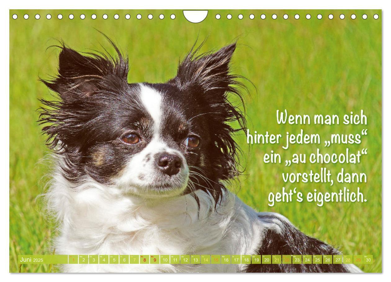 Bild: 9783457199787 | Chihuahua: Kleine Hunde, aber oho (Wandkalender 2025 DIN A4 quer),...