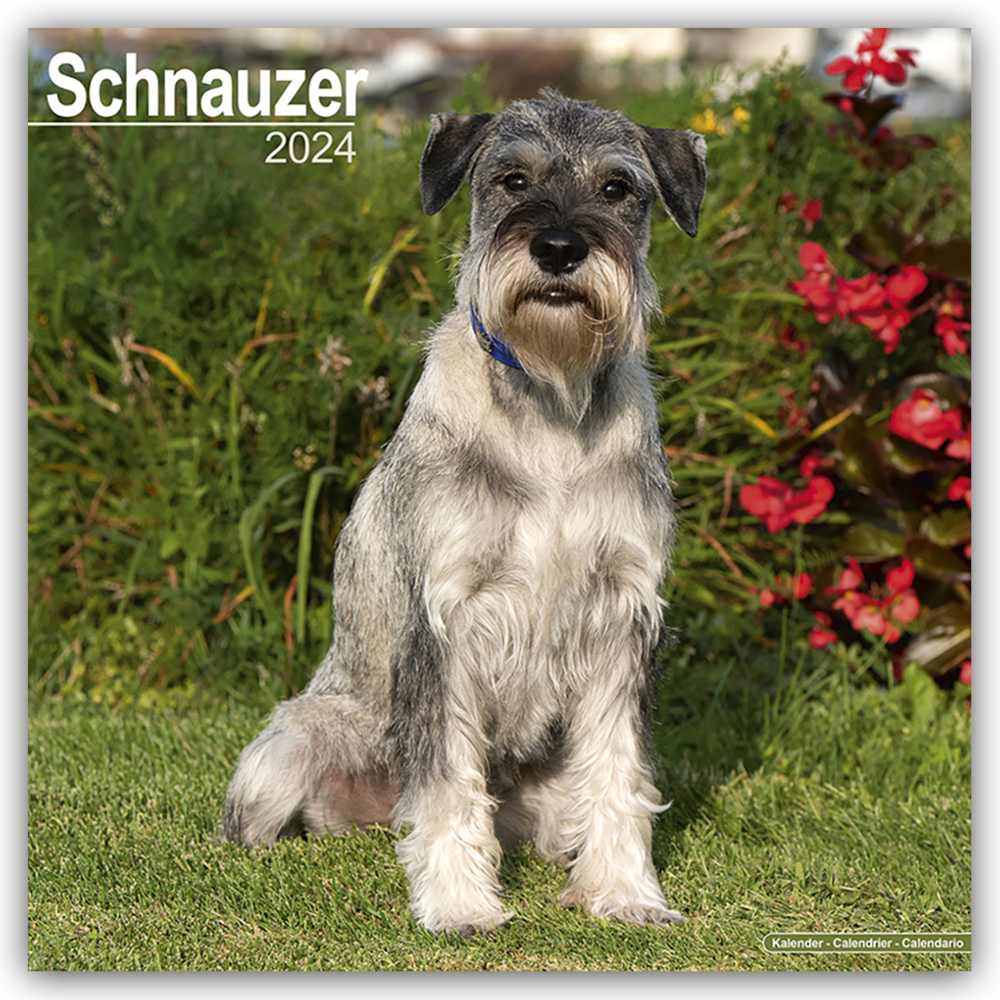 Cover: 9781804600887 | Schnauzer - Schnauzer 2024 - 16-Monatskalender | Ltd | Kalender | 2024