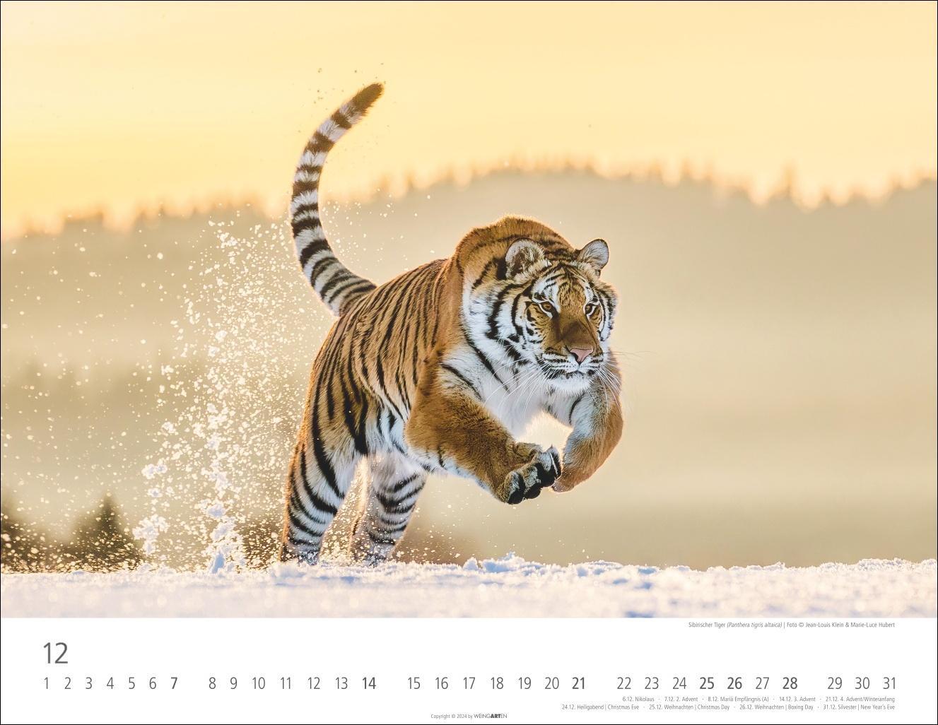 Bild: 9783839900413 | Tiger Kalender 2025 | Kalender | Spiralbindung | 14 S. | Deutsch