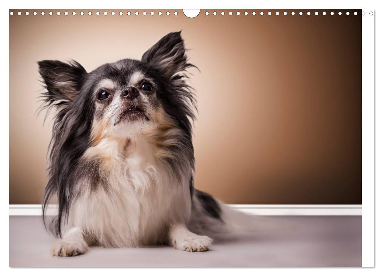 Bild: 9783435530328 | Chihuahua - Die Welt der Kleinen (Wandkalender 2025 DIN A3 quer),...