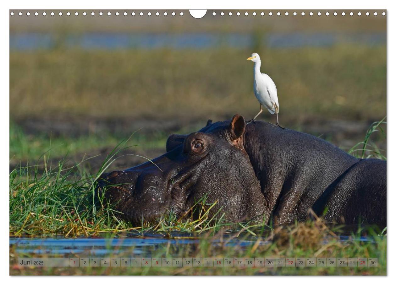 Bild: 9783435760855 | Flusspferde Magie des Augenblicks - Hippos in Afrika (Wandkalender...