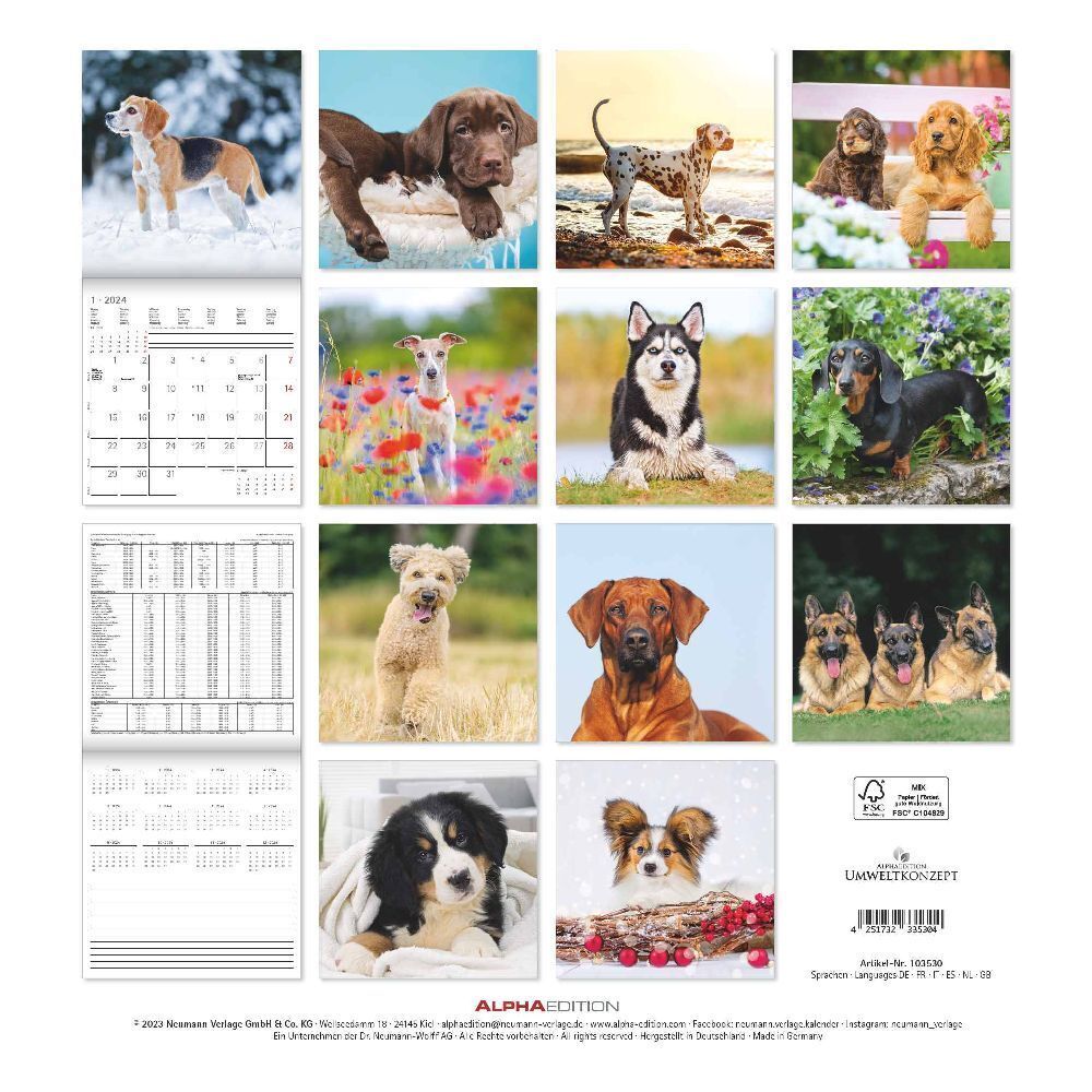 Bild: 4251732335304 | Hunde 2024 - Broschürenkalender 30x30 cm (30x60 geöffnet) -...